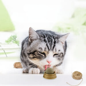 catnip balls rotary cat treats molar teeth cleaning natural dental care 2