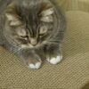 PawHut Cat Scratching Board – 4-Pack Reversible Indoor Scratcher Replacement (Brown) - Image 4
