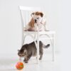 pet cat self rotating ball toy usb charging smart interactive auto moving light up wicked ball indoor play 4