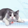 smart laser cat collar electric usb rechargeable interactive toy for cats 7