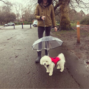 clearpaw umbrella transparent dog umbrella with traction chain rain protection for pets 8